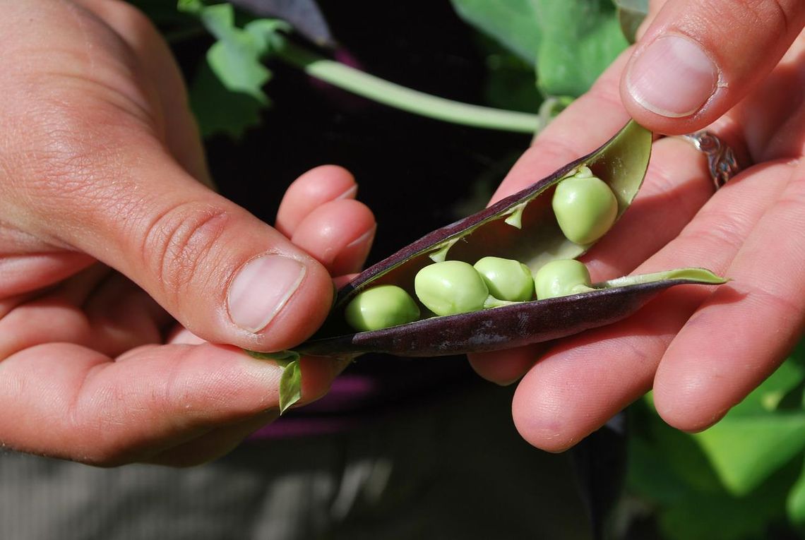 CoffeeTime: “DON’T PLANT PEAS AND EXPECT SPAGHETTI”