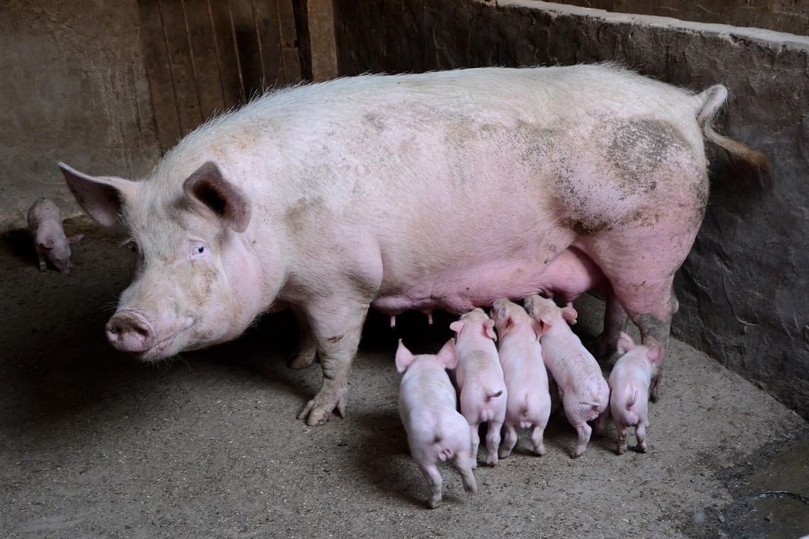 CoffeeTime: “RAISING OUR KIDS AS PIGS”