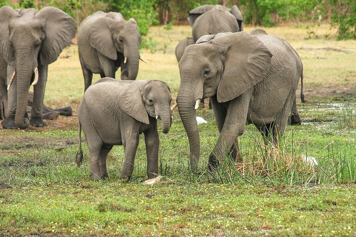 CoffeeTime: “THE EARS AND MEMORIES OF BABY ELEPHANTS”
