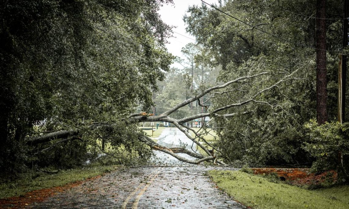 Common Mistakes to Avoid During Storm Damage Cleanup A wide shot of a residential road blocked by a large, fallen tree coming from a wooded area on the roadside.