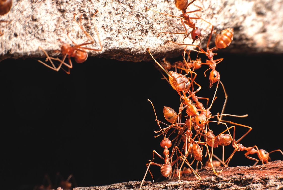 Controlling fire ants can seem never ending