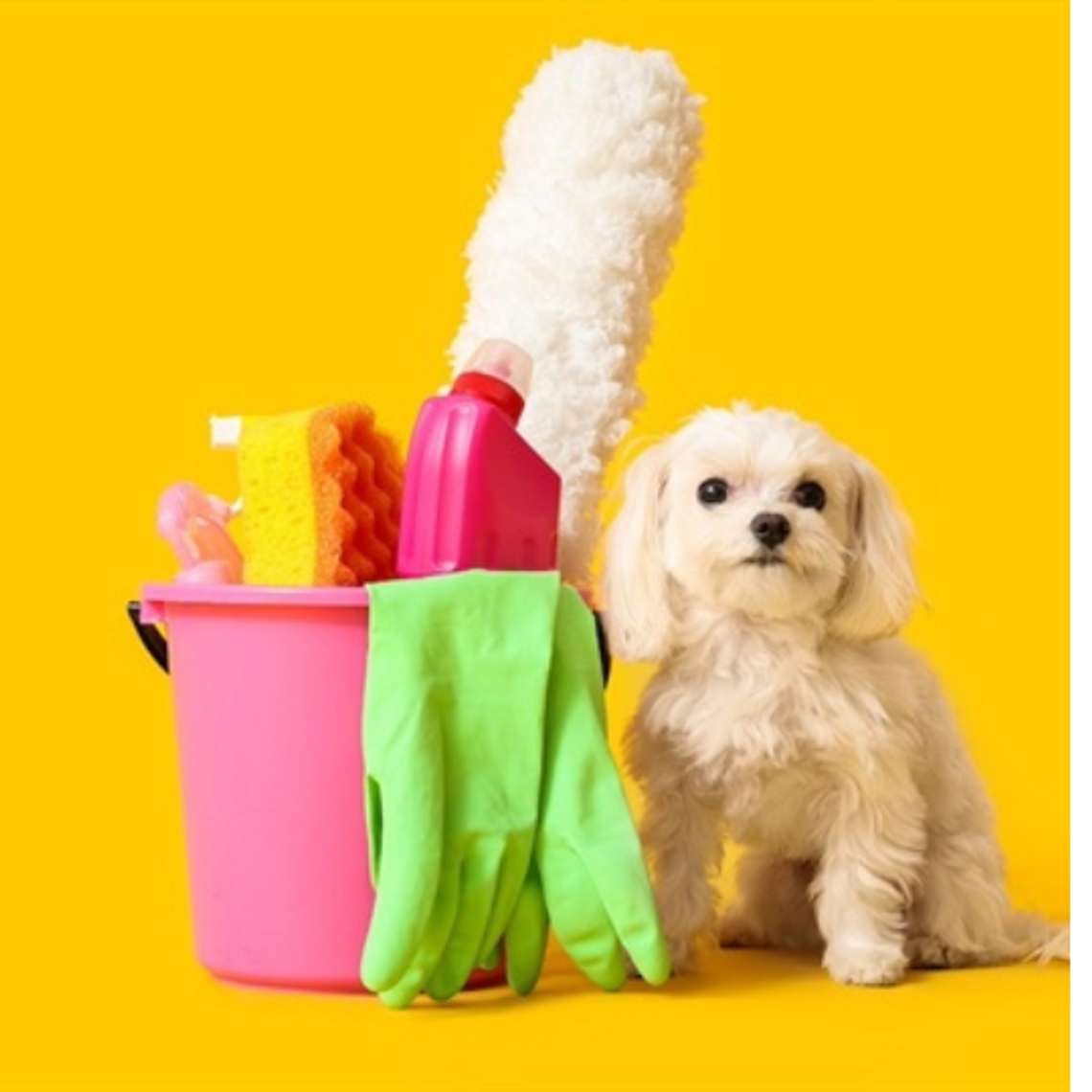 Crooked Creek Animal Hospital feature: Spring cleaning for pets