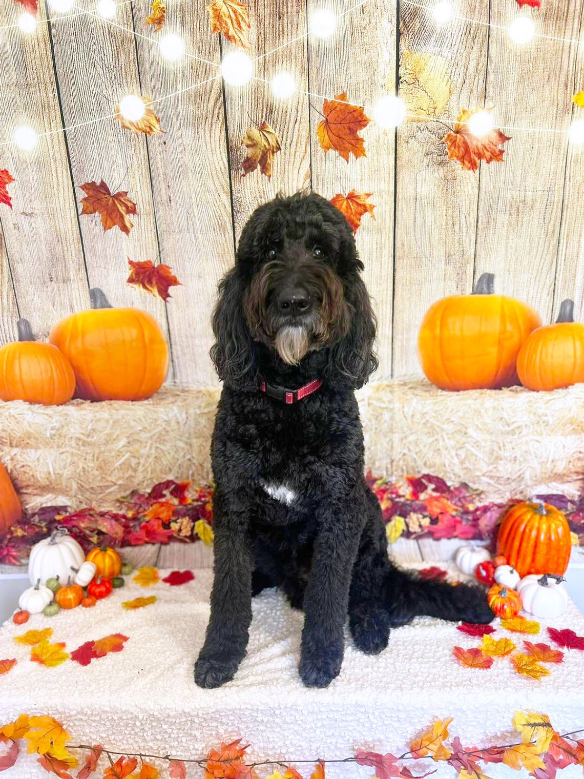Crooked Creek holds raffle to support local pup Crooked Creek holds raffle to support local pup