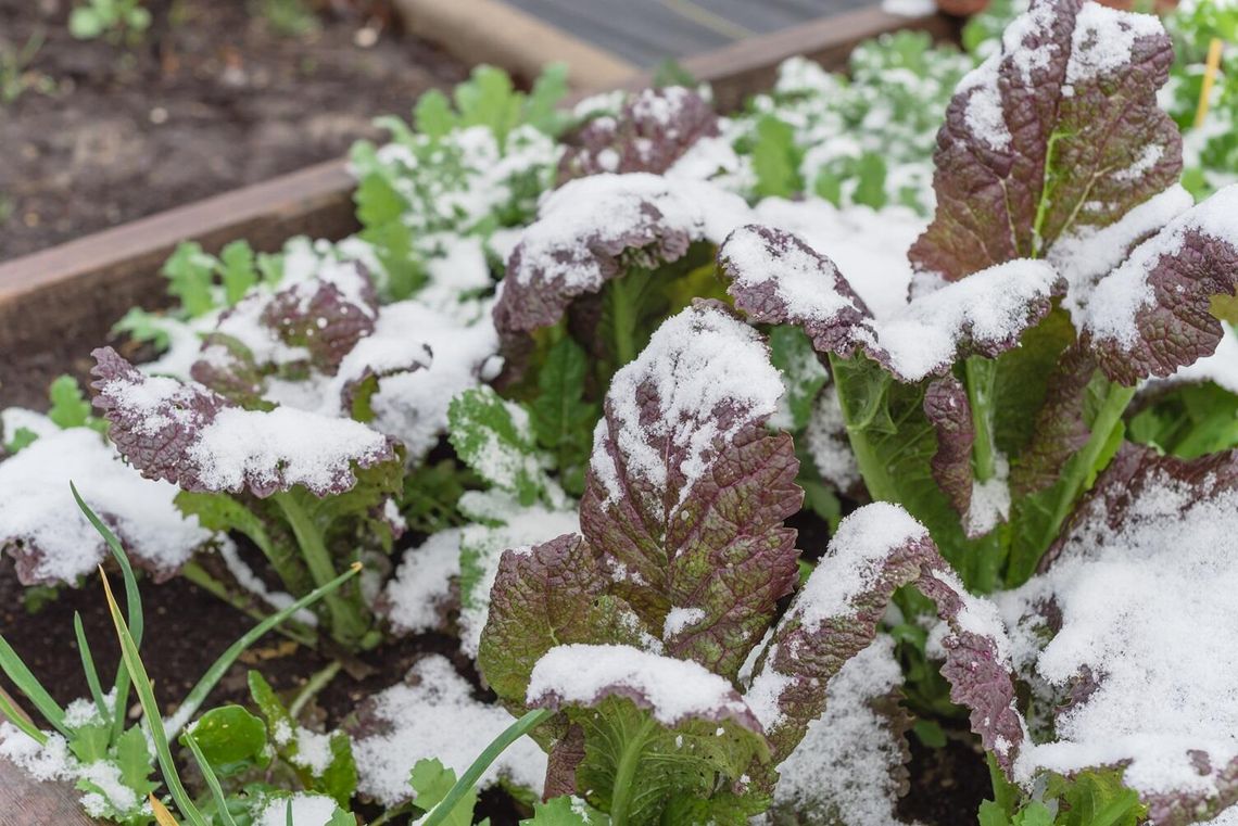 Crops and the effects of cold injury by season