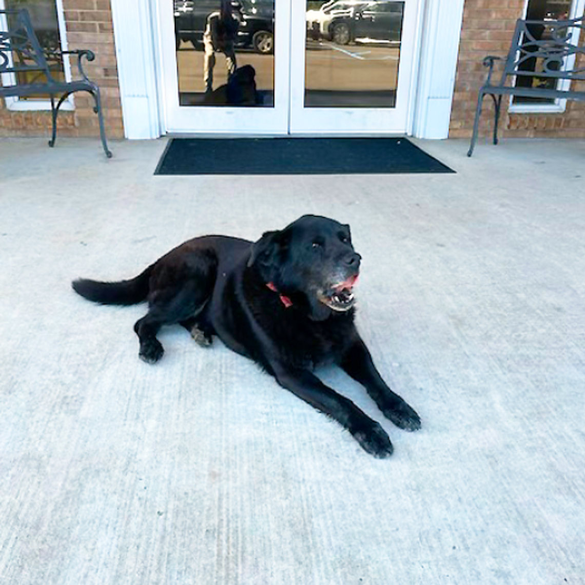 Cross Roads Baptist Church has a special canine greeter