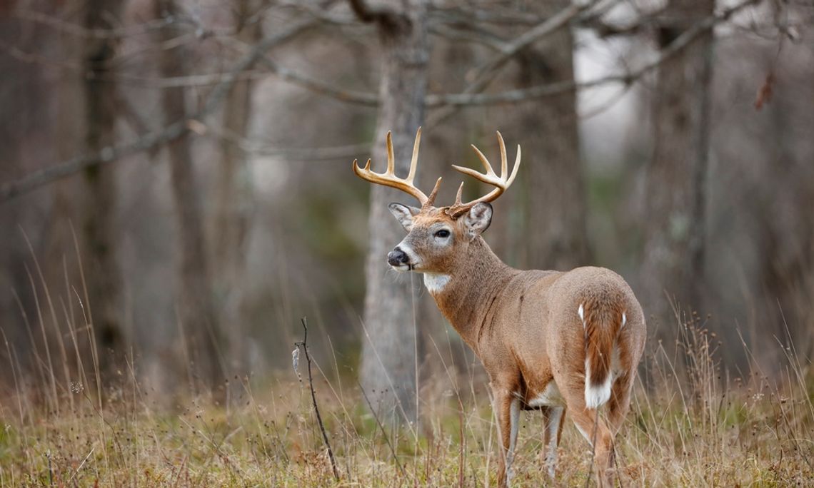 Deer Hunting Season: 6 Ways To Stay Safe A white-tailed deer with large antlers stands in a grassy area. Bare trees appear blurry behind the deer.