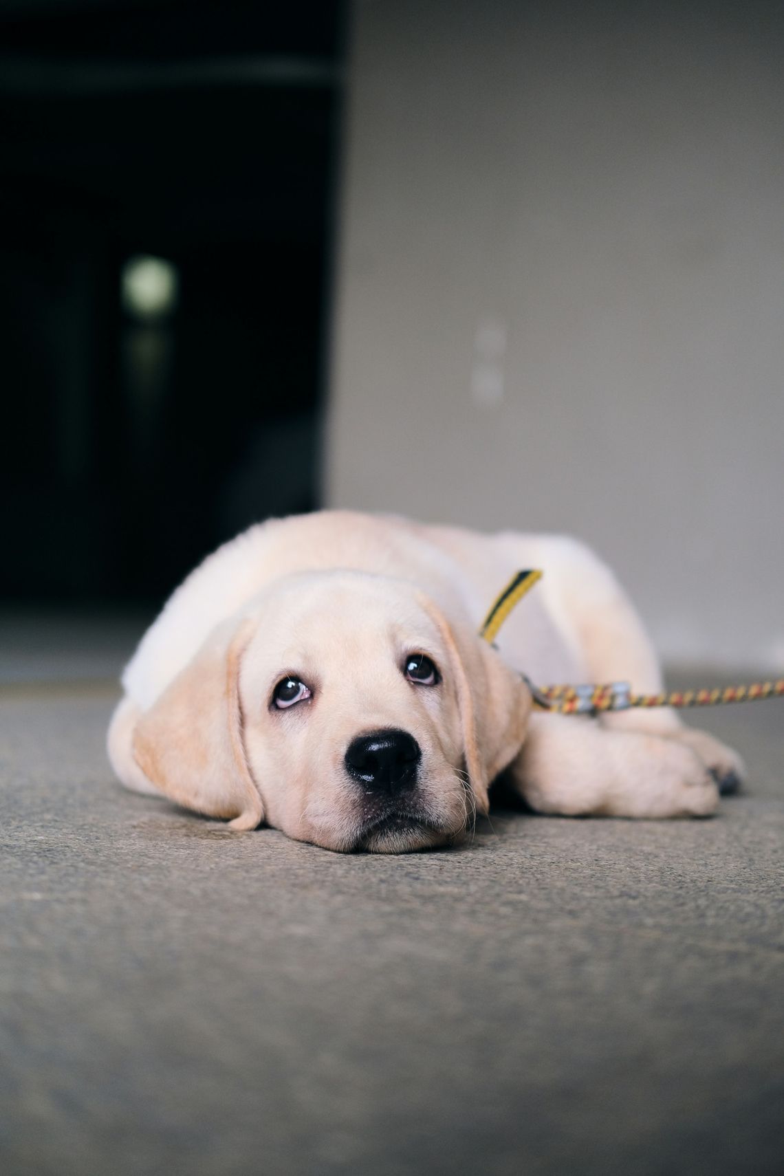 Dog owners urged to be mindful of heat’s effect on their pets