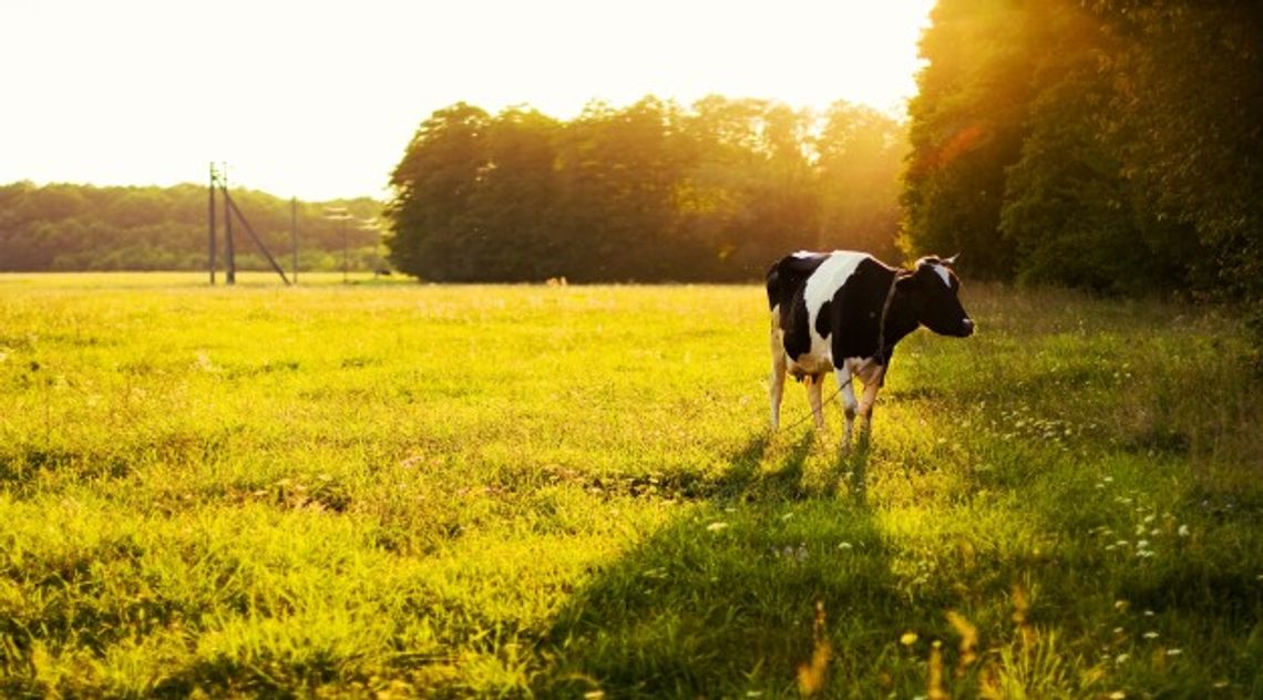 Doug Carter: Christmas and agriculture are tied together