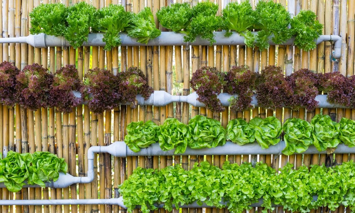 Essential Considerations for Vertical Gardens Rows of green and red lettuce grow in gray vertical pipes mounted against a brown bamboo fence outdoors.