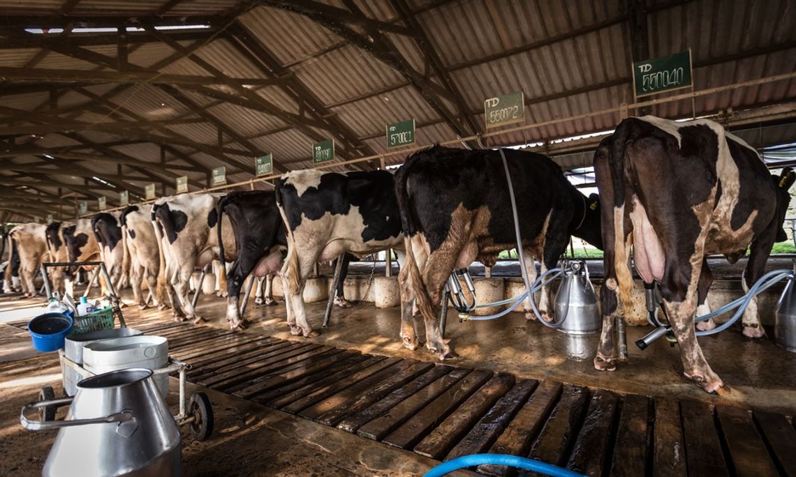 A dozen cows are lines up, each of them are bent over a food trough. The cows are all white with black spots.