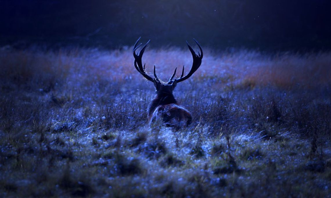 Essential Gear You Need To Go Night Hunting