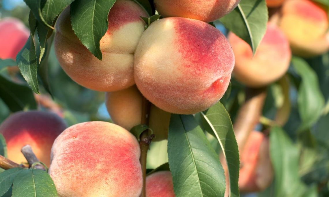 Fascinating Facts You Didn’t Know About Peaches