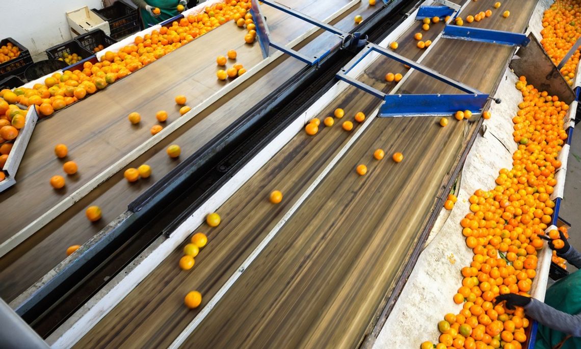 A top view of an industrial fruit sorting system. Oranges get funneled off the conveyor belt to workers, who examine them.