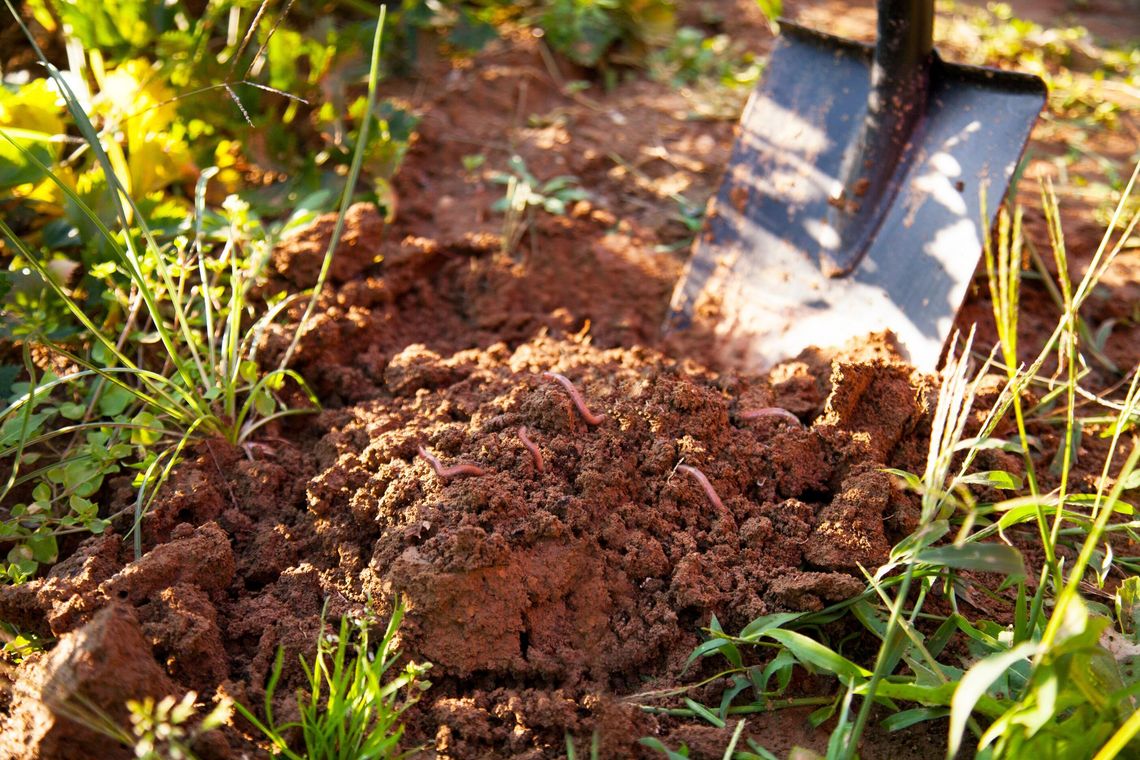 Garden soil: What’s in it and how to improve it