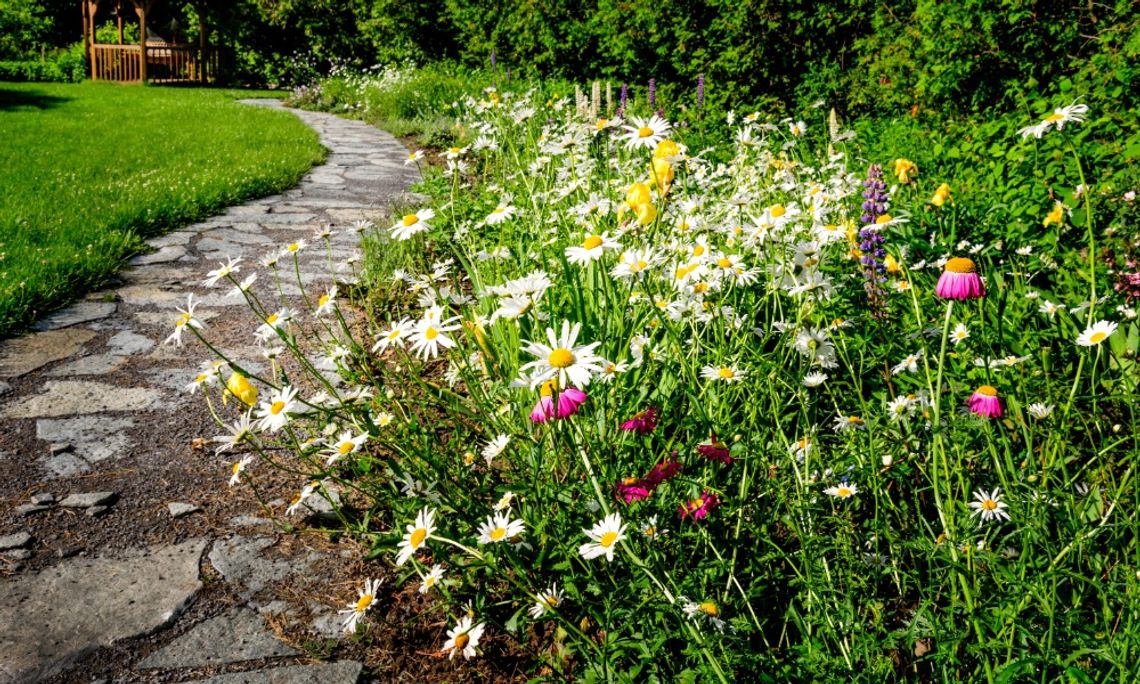 A long, thin stone pathway running alongside flowers in a residential garden on a bright, sunny day.