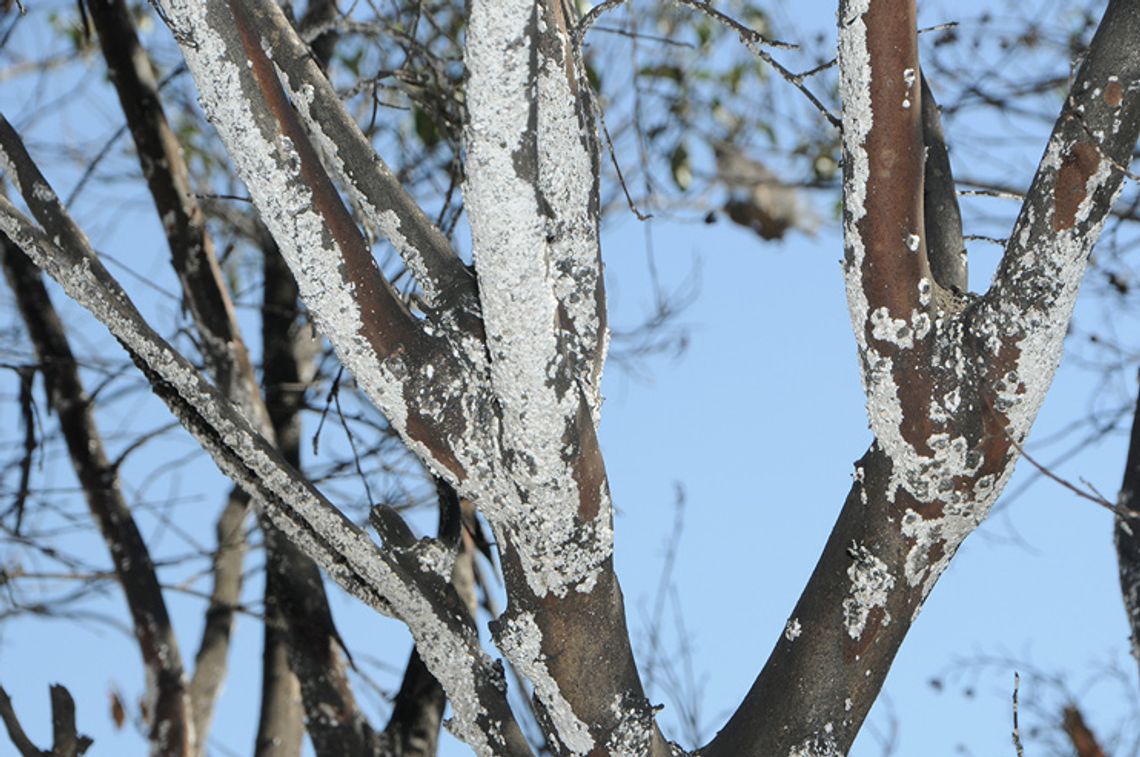 Hardy Crape Myrtles and the new threat of Bark Scale