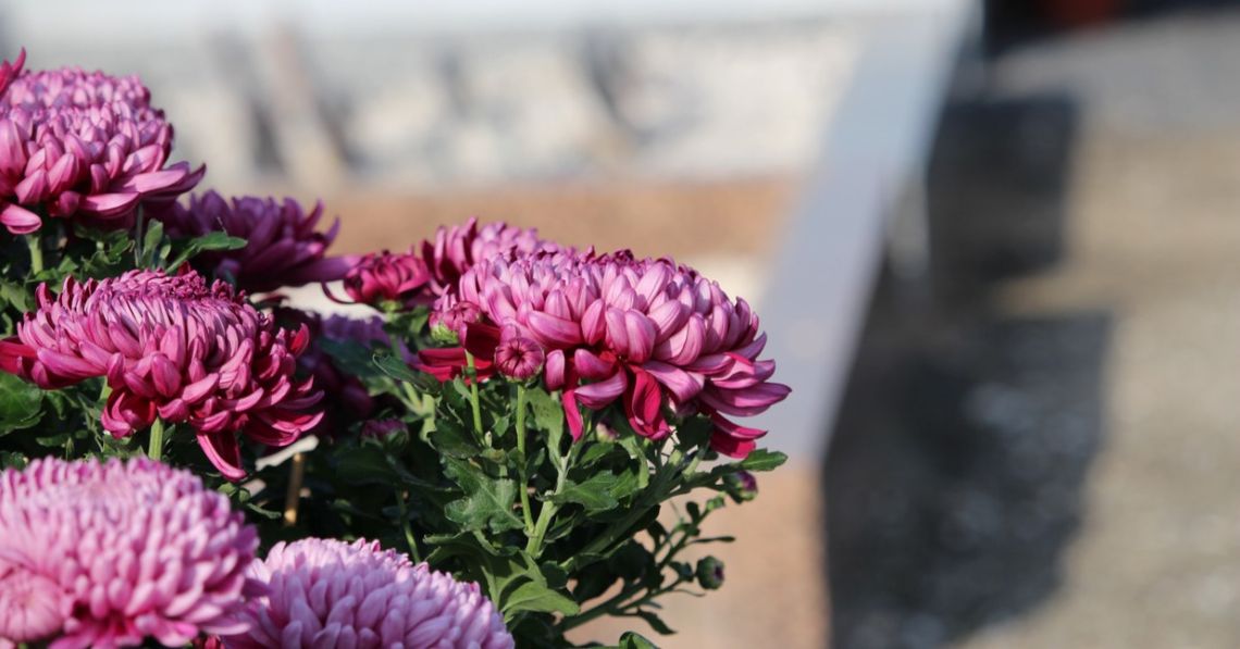 A cluster of pink chrysanthemum flowers blooming beside blurred stone grave markers and a dark vase outdoors.