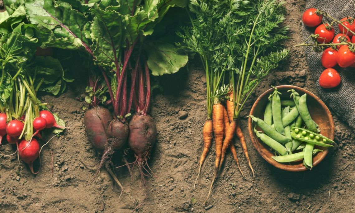 How Farms Can Manage Increasing Production Costs Several vegetables are set in piles next to each other, separated by type. There are placed in dirt.
