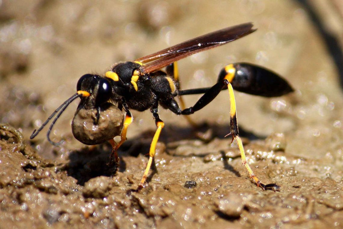 How to get rid of mud daubers