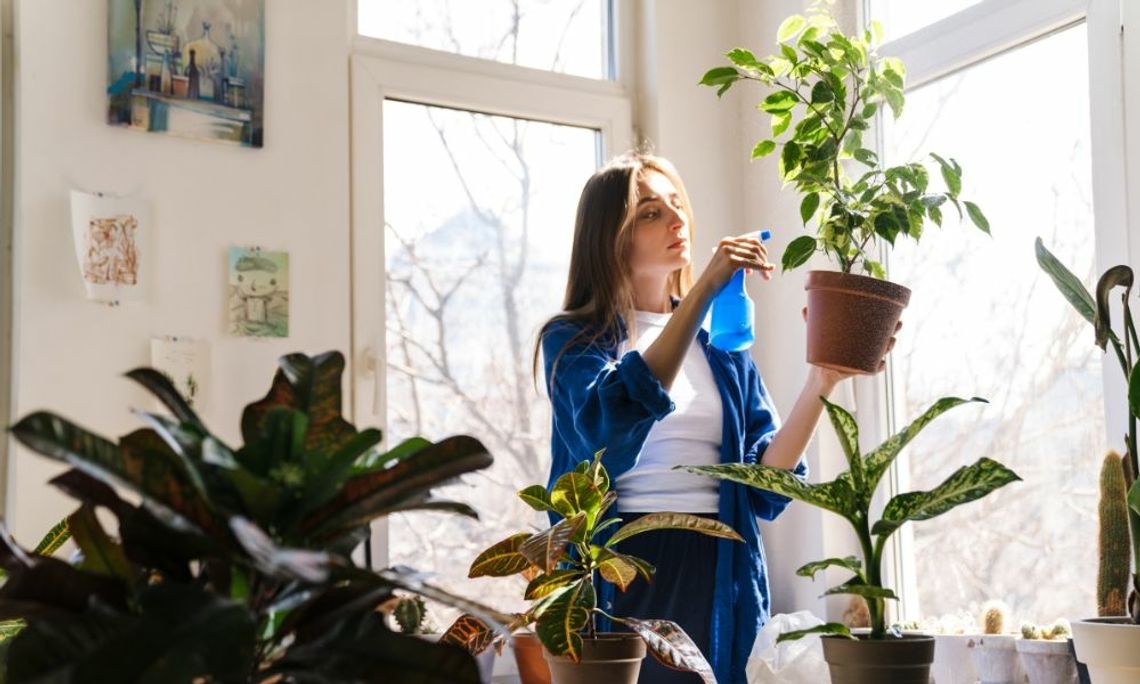 How To Get Your Indoor Plants To Grow Faster