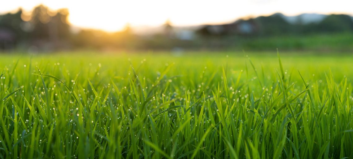 How to have a good home lawn and nature’s air condition