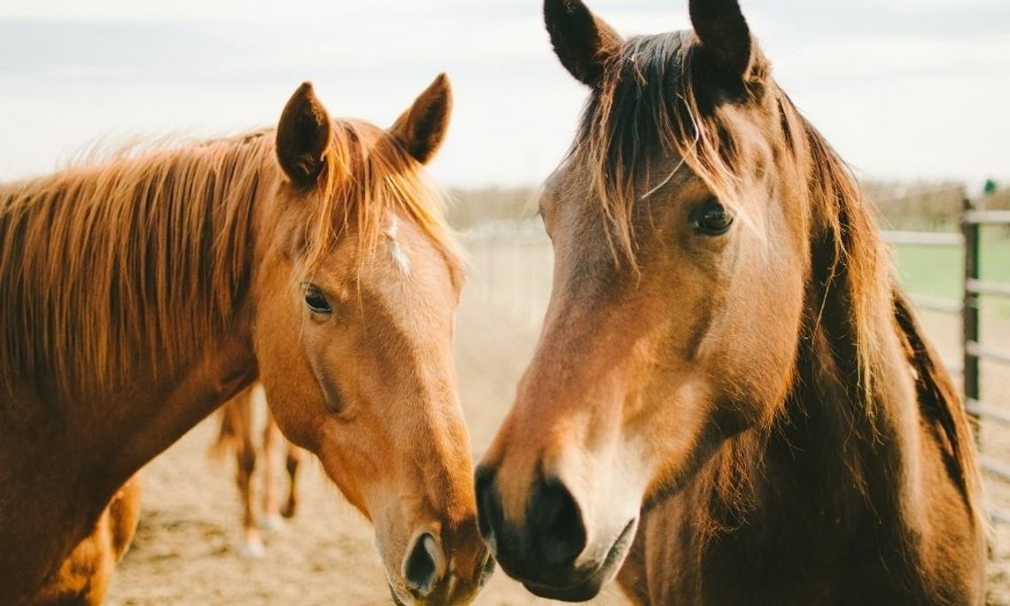 How To Keep Your Horses Happy and Healthy