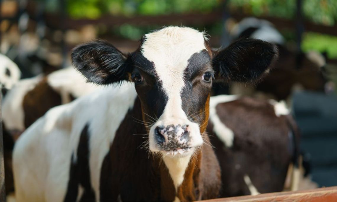 How To Keep Your Livestock Animals Healthy
