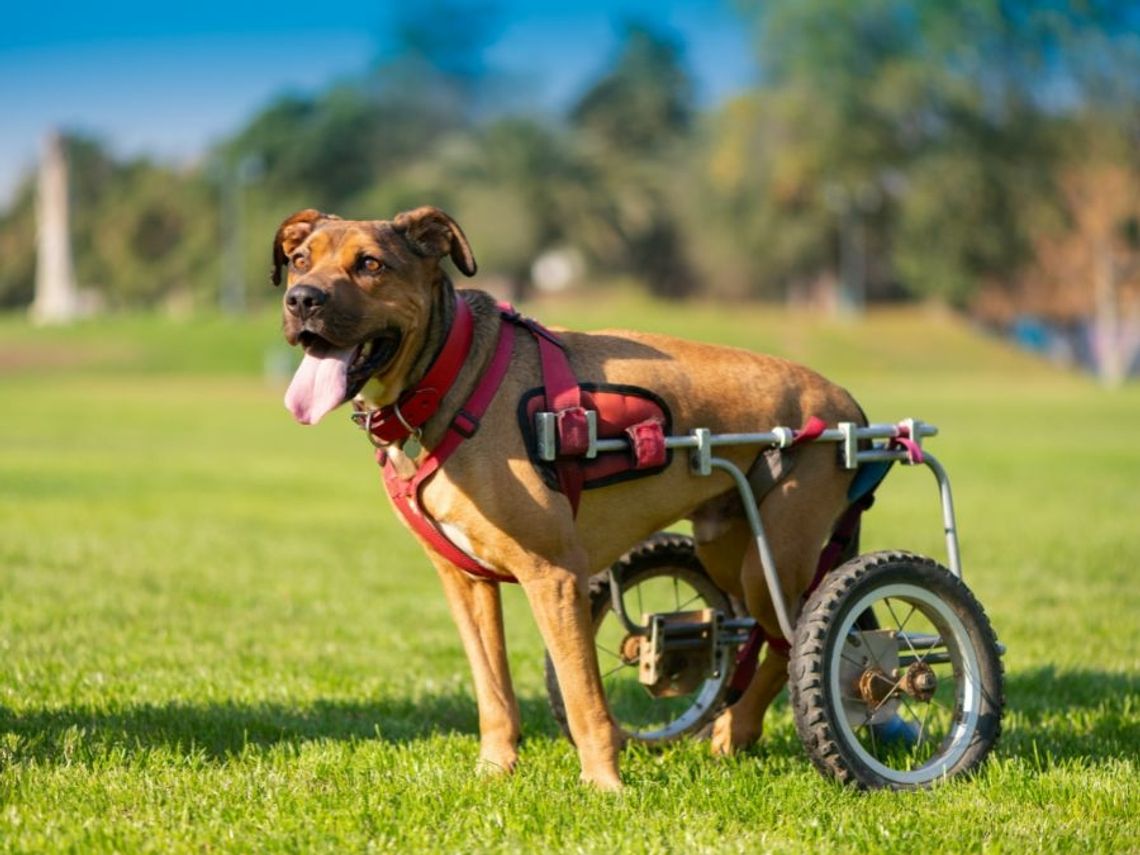 How To Know When Your Dog Needs a Wheelchair