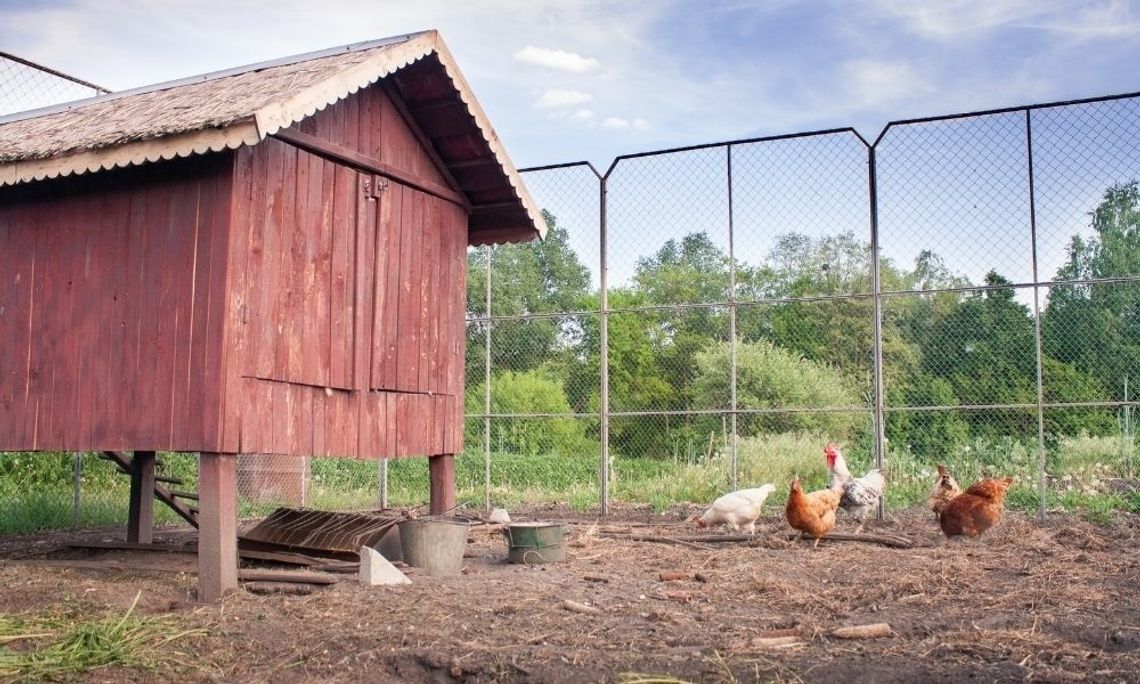 How To Prevent Disease In Chickens