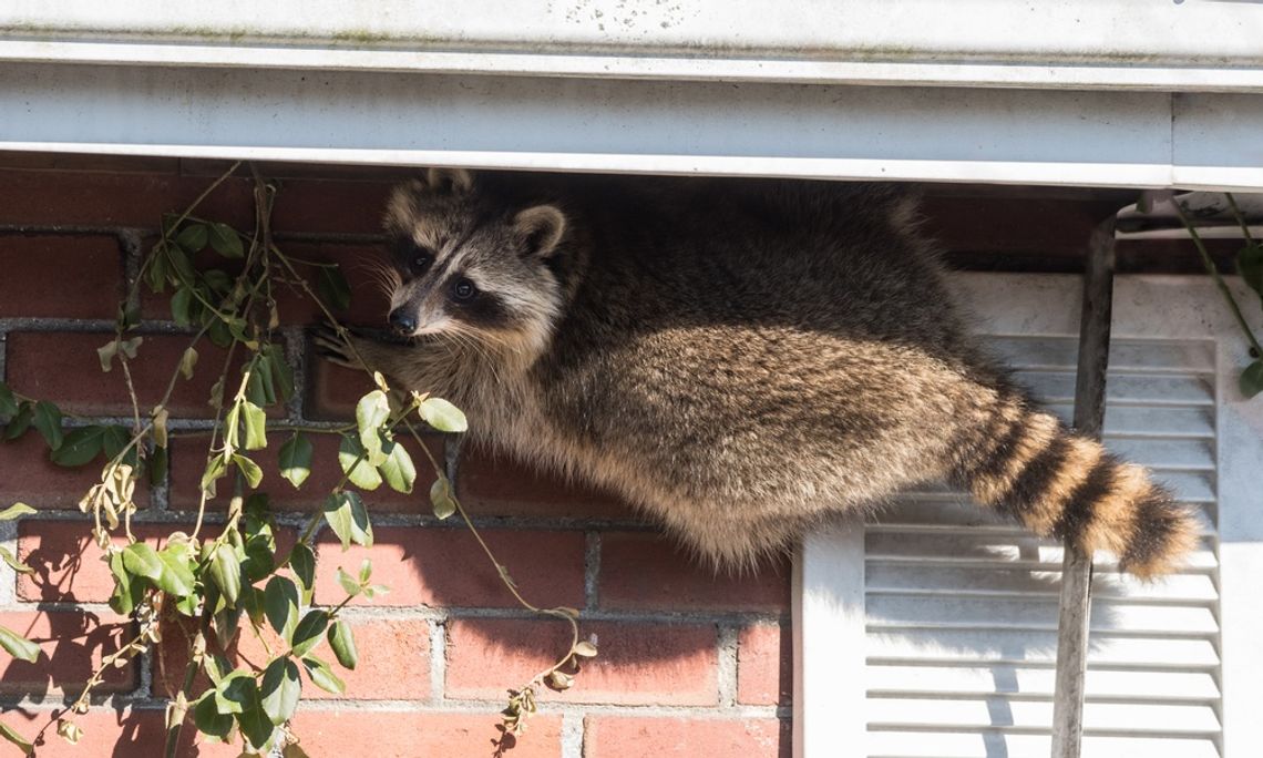 A raccoon holding onto a red brick wall is right under a roof eave. He stands near a shutter and looks at the viewer.