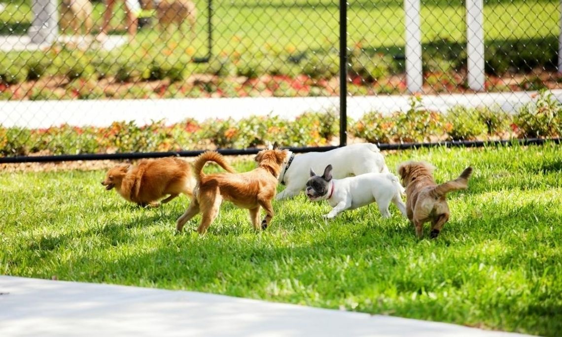 How To Start a Dog Park in Your Neighborhood