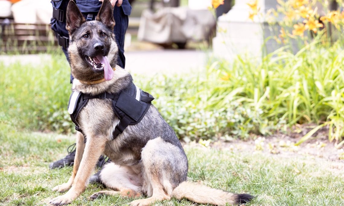 K9 Dogs: How Are They Trained for Police Work? A German shepherd wearing a black harness sitting on grass beside a person in a dark uniform near plants.