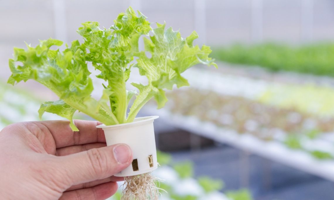 Key Elements Every Hydroponic System Needs A hand holds a hydroponic lettuce plant in a white net pot, showing leafy green growth and exposed roots below.