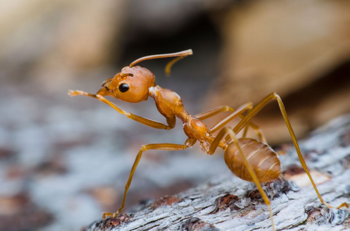 Maintaining your yard with fire ant control