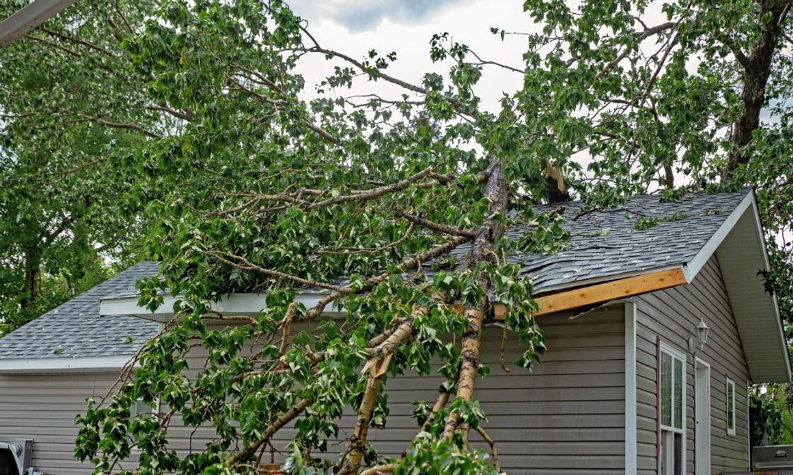 A large fallen tree with green leaves covering the gray shingled roof of a house with light gray siding and white trim.