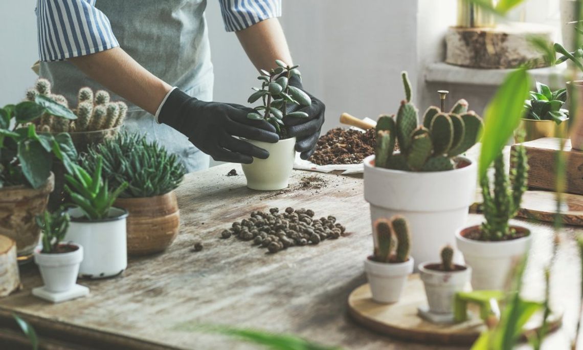 A person leans over a table with numerous pots full of succulents and cacti, working on changing soil in one pot.