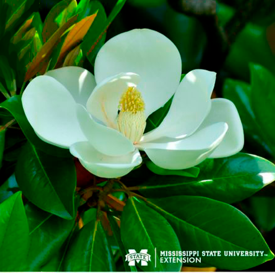 MSU extension service: southern magnolia