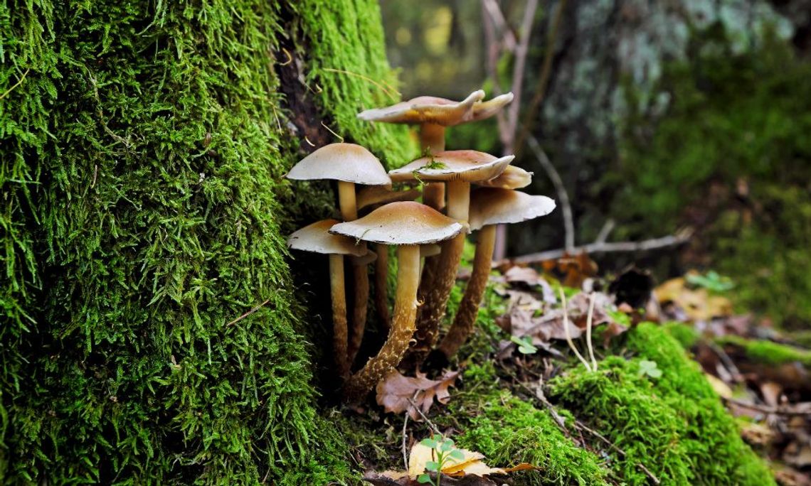 Mushrooms and Their Cultivation Throughout History