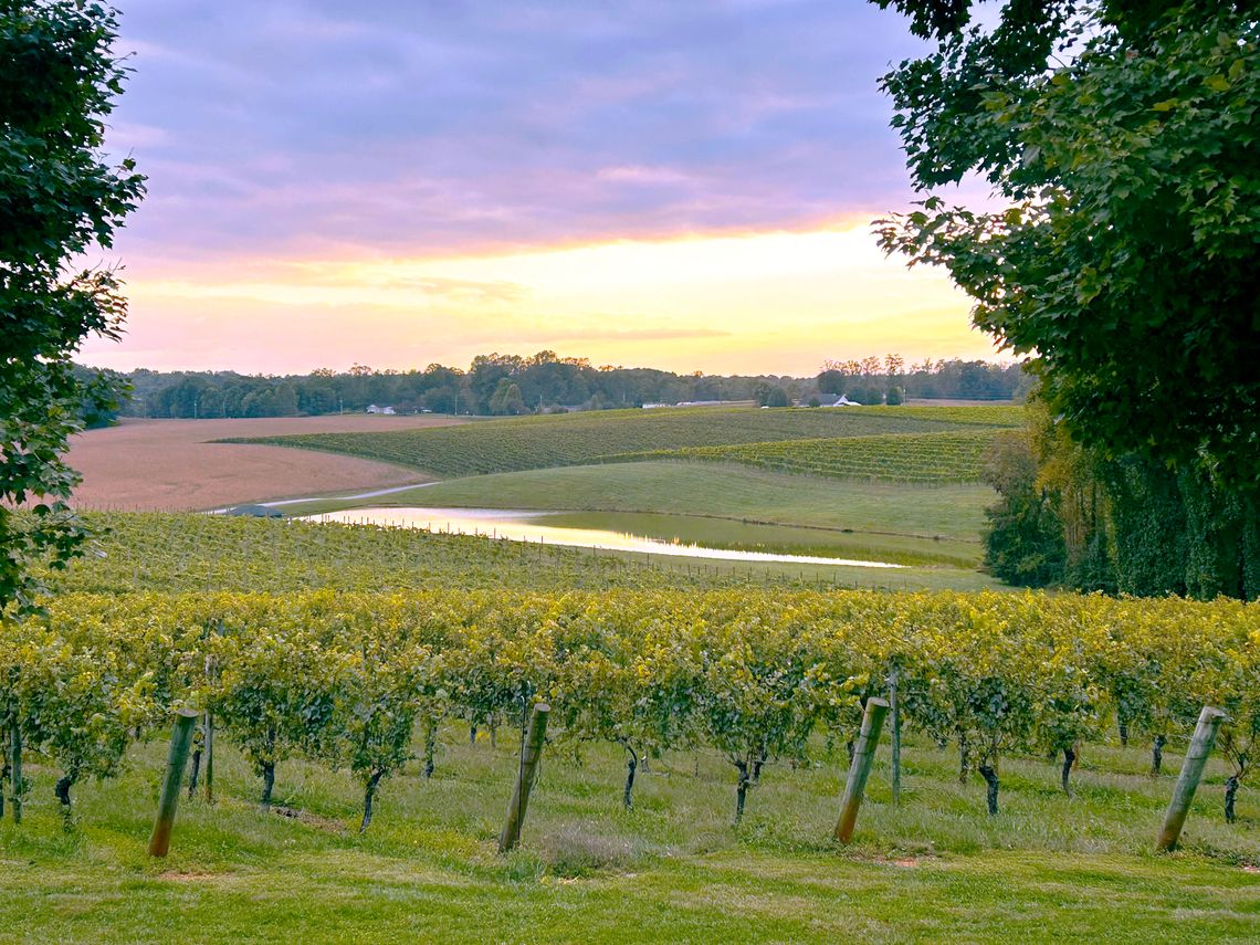 Pastor’s Perspective: Grace Found in the Vineyard Pastor’s Perspective: Grace Found in the Vineyard