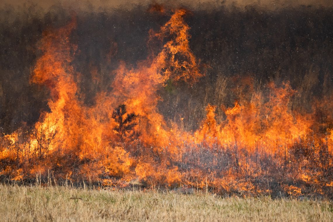 Pastures Benefit from a Timely Prescribed Burn