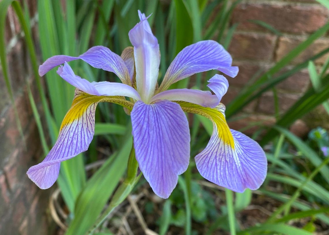 Pelahatchie Petals Garden Club feature: Iris blooms and shows spring’s arrival Pelahatchie Petals Garden Club feature: Iris blooms and shows spring’s arrival