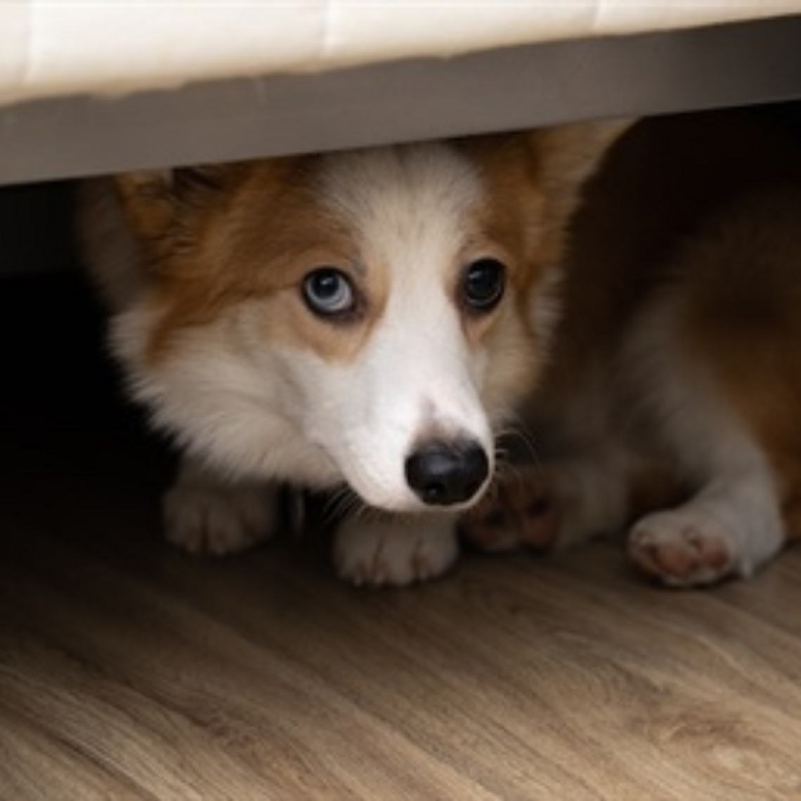 Pet parent awareness:  Helping your pet with thunderstorm  and noise phobia