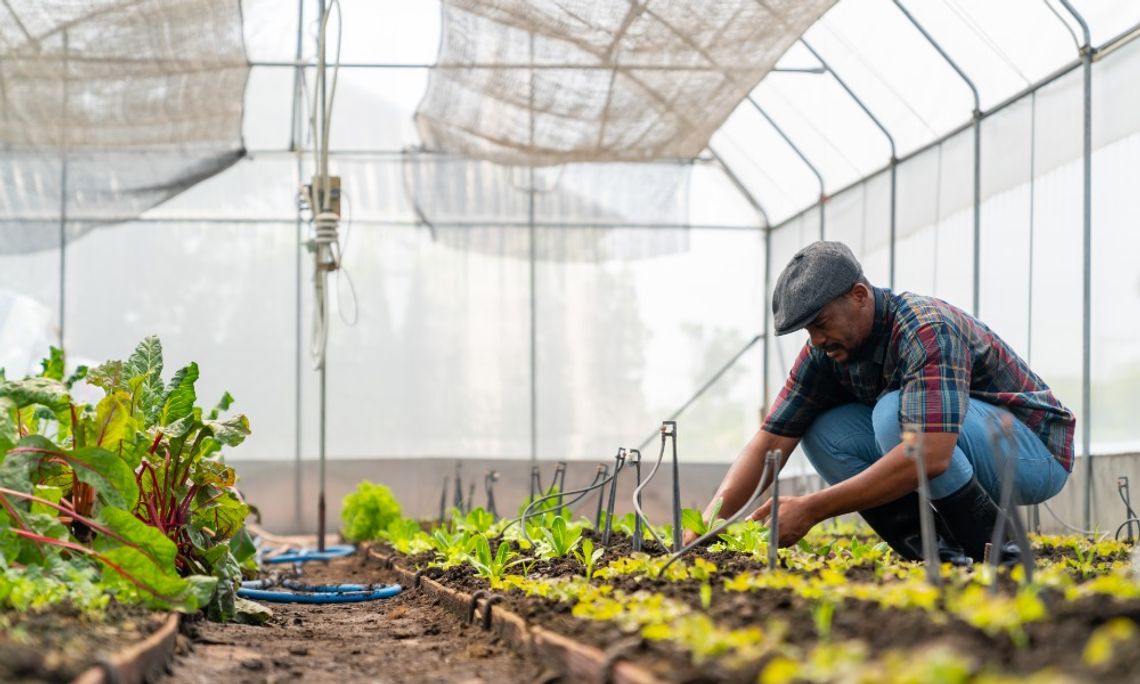 Man crouches inside a greenhouse, tending young vegetable plants in raised garden beds surrounded by irrigation tubing and leafy greens.