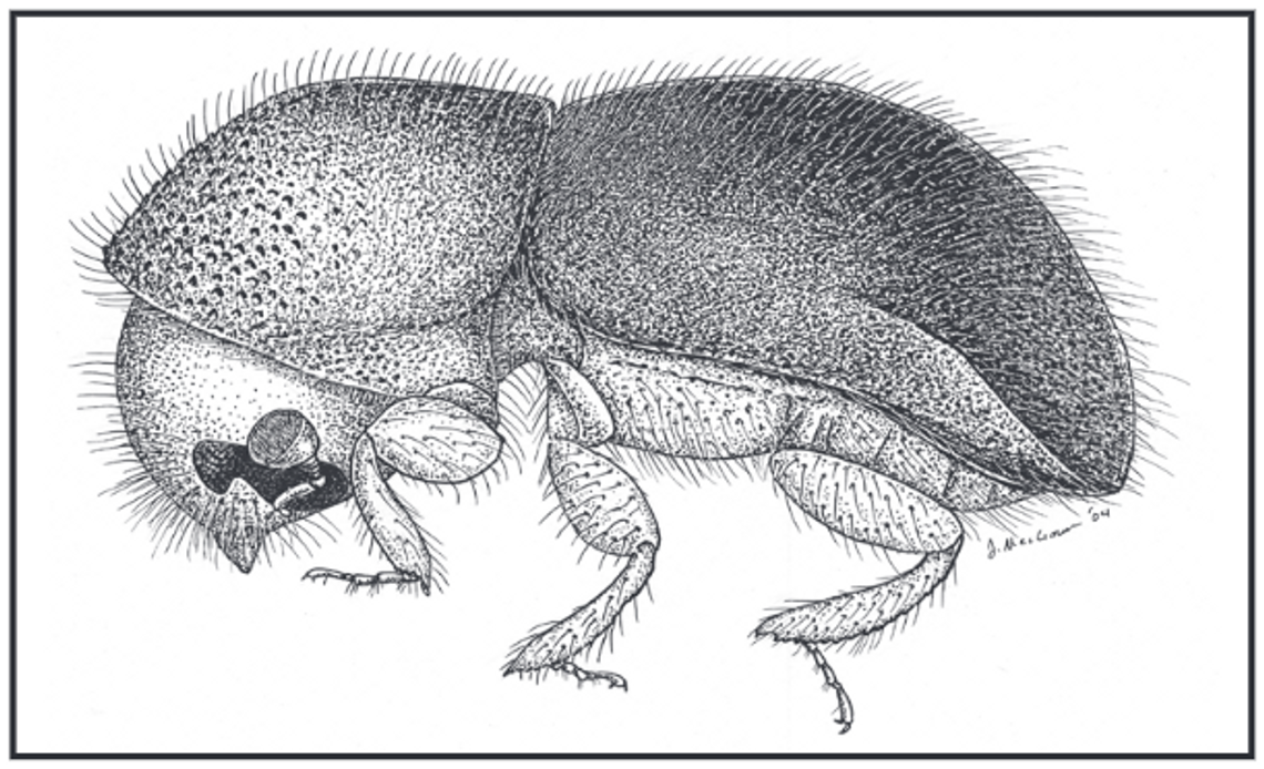 Protect your trees against granulate ambrosia beetles this spring