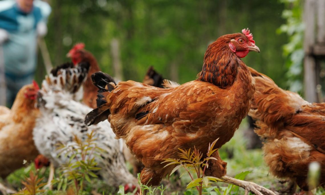 Questions to Ask Yourself Before Getting Chickens A small group of chickens, including roosters and hens, roaming through the grass with a man standing in the background.