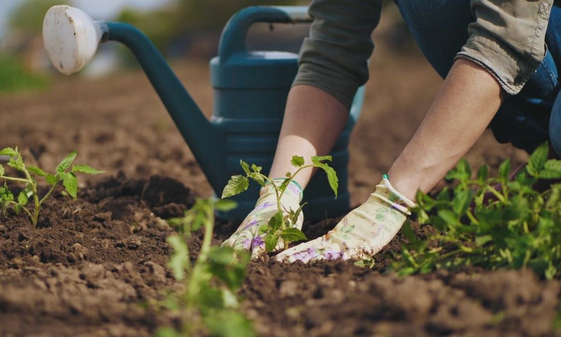 Really Simple Gifts for the Gardener in Your Life