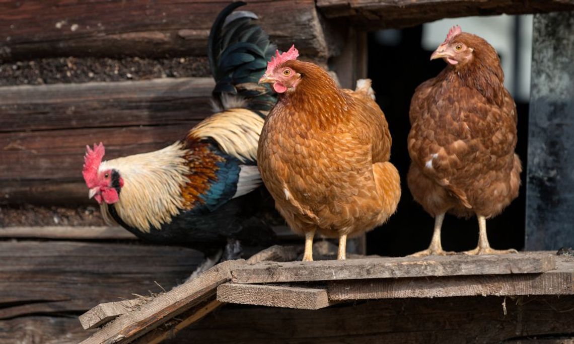 Reasons You Must Clean Your Chicken Coop