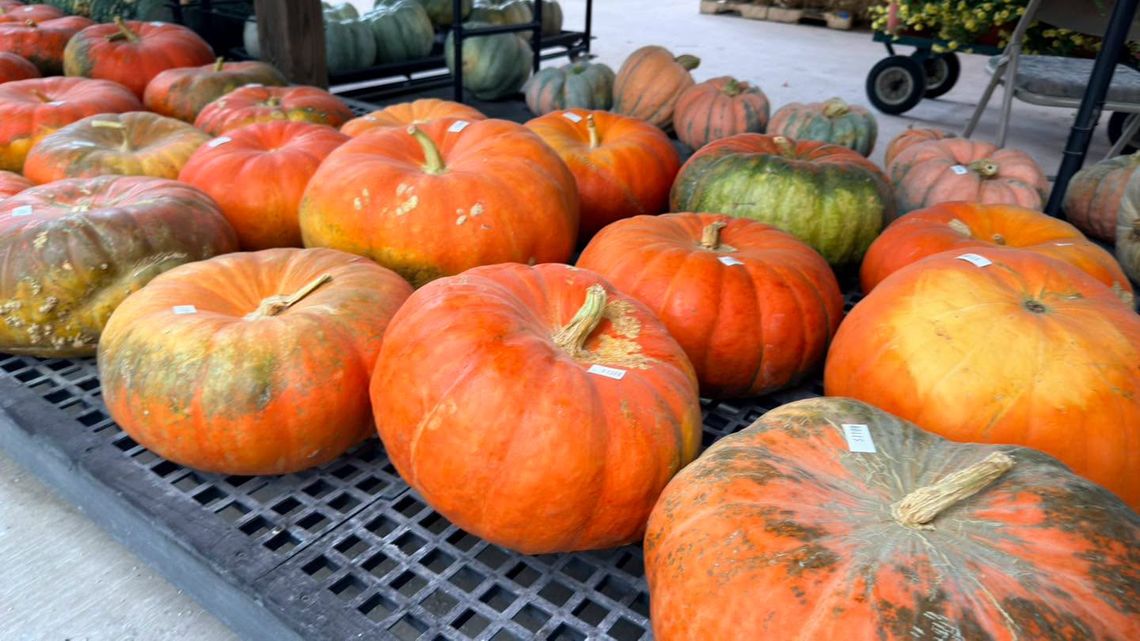 Rivers Greenhouse welcomes pumpkin and gourd season