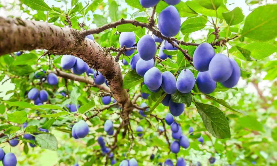 Many deep purple plums hanging from the knobby branches of a healthy plum tree with bright green leaves.