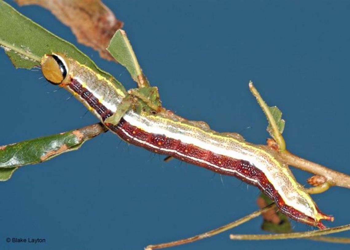 The caterpillar vs. the oakleaf